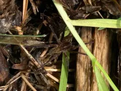 Marx pirate spider thumbnail 3