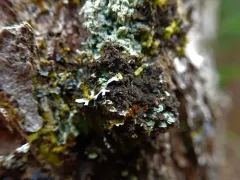 Leptogium laceroides thumbnail 3