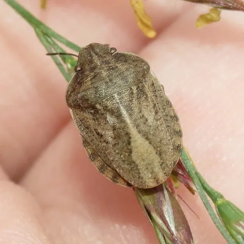 Eurygaster amerinda