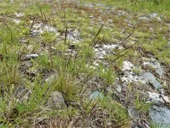 Fine-leaved Sheep's-fescue thumbnail 2