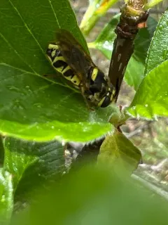 Stratiomys maculosa thumbnail 2