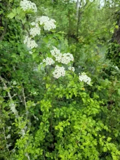 parsley hawthorn thumbnail 2