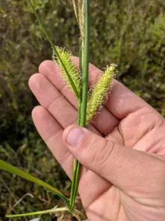 beaked sedge thumbnail 3