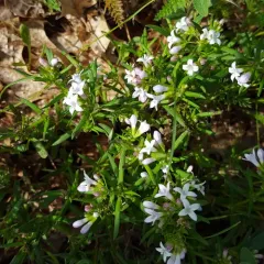 long-leaved bluets thumbnail 4