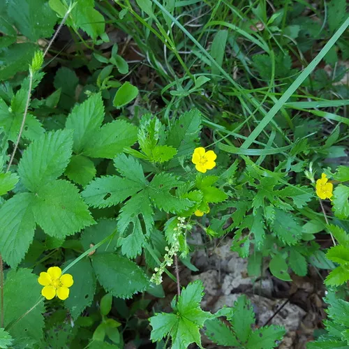 common cinquefoil