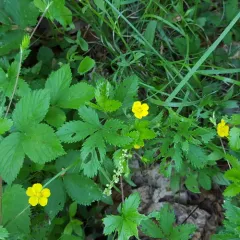 common cinquefoil thumbnail 1