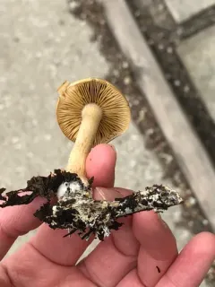 Agrocybe sororia thumbnail 2