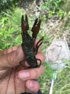 Snake River Pilose Crayfish thumbnail 4