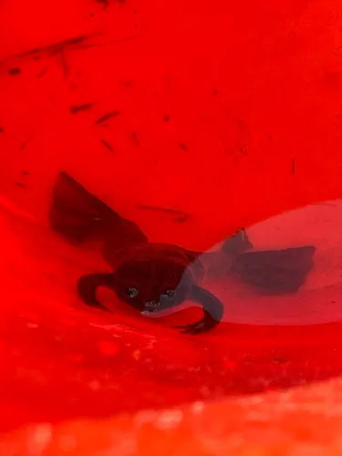 African Clawed Frog
