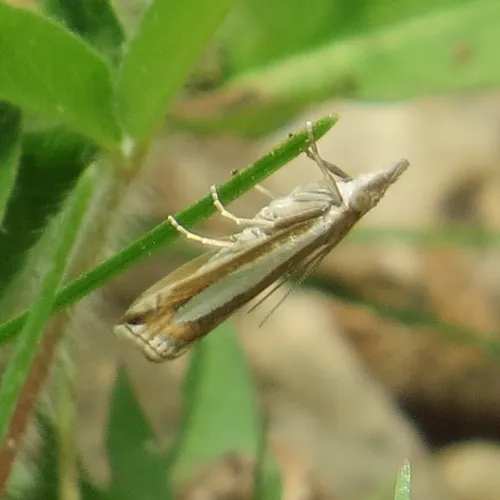 Common Grass-veneer