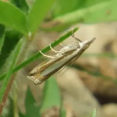 Common Grass-veneer thumbnail 1