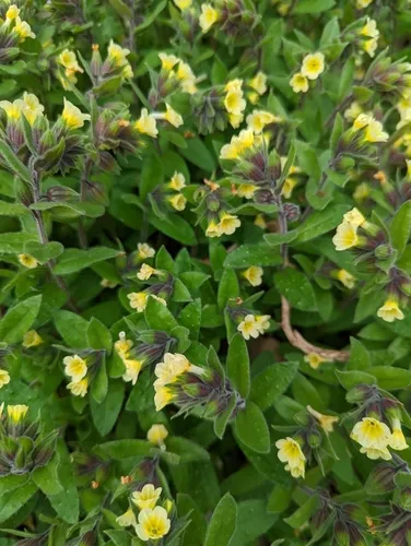 Yellow Monkwort