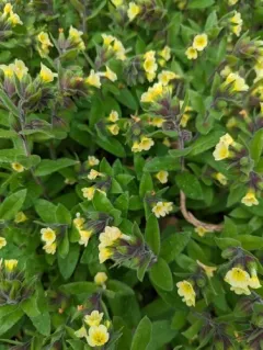 Yellow Monkwort thumbnail 1