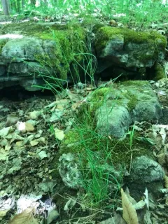 Wood Meadow-grass thumbnail 4