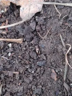 Brassy Big-eyed Beetle thumbnail 4