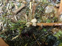 Cudoniella tenuispora thumbnail 3
