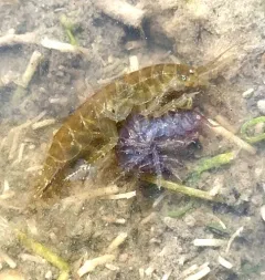 Lacustrine Scud thumbnail 2
