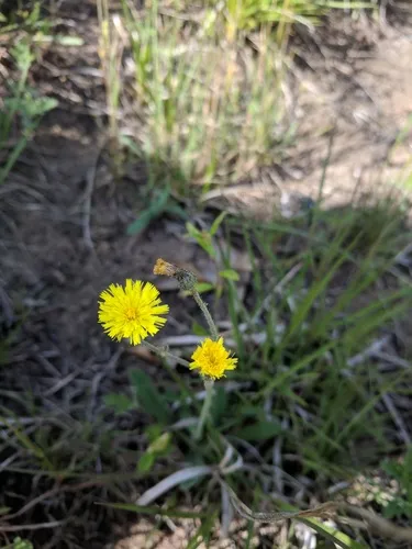 Beaked Hawkweed