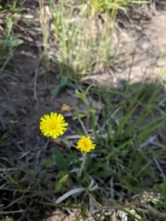 Beaked Hawkweed thumbnail 1