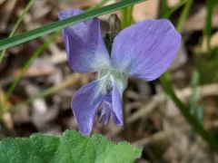New England Violet thumbnail 1