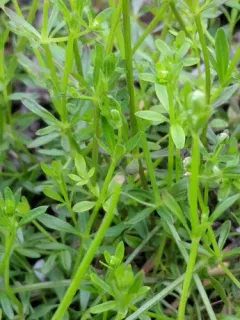 Limestone Swamp Bedstraw thumbnail 3