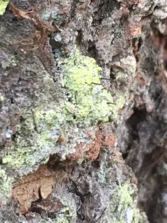 Green Stubble Lichen thumbnail 2