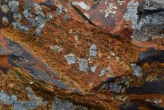 Rusty-rock Lichen thumbnail 2