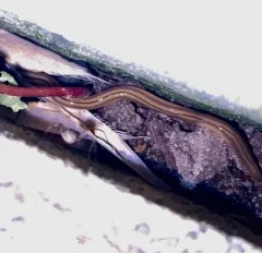 Three-lined Land Planarian thumbnail 4