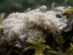 Fuligo cinerea thumbnail 2