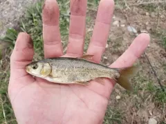 Utah Chub thumbnail 4