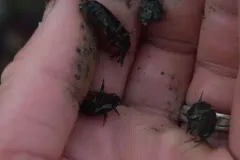 Spinulogammarus subcarinatus thumbnail 2