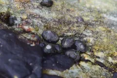 Carpenter's False Limpet thumbnail 4