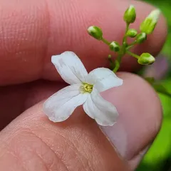 seaside bittercress thumbnail 3