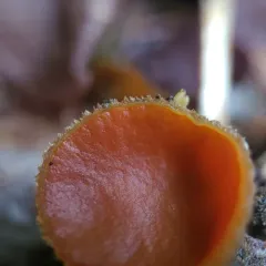 Pseudaleuria quinaultiana thumbnail 2
