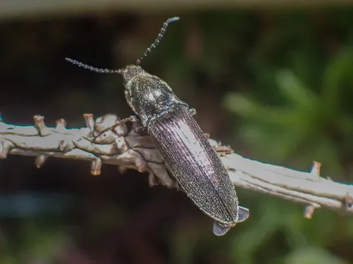 Sylvanelater furtivus