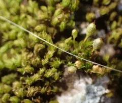 Park Yoke-moss thumbnail 2