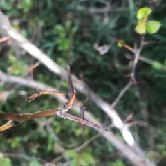 Castlegar Hawthorn thumbnail 4