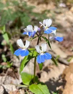spring blue-eyed Mary thumbnail 3