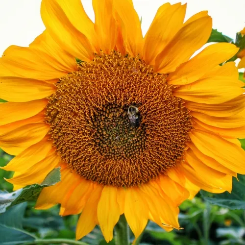 Common Sunflower