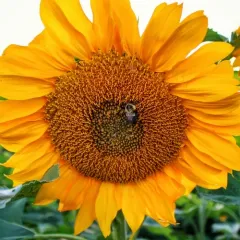 Common Sunflower thumbnail 1