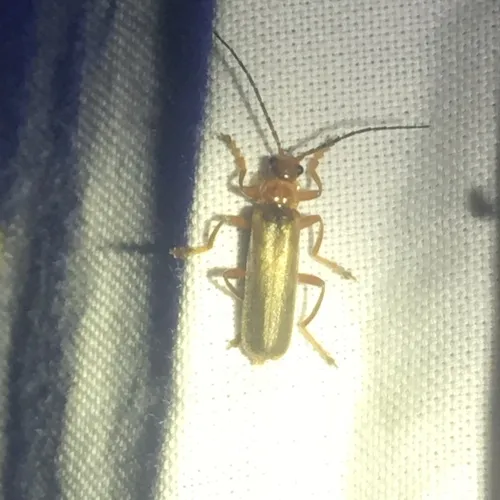 Red Soldier Beetle