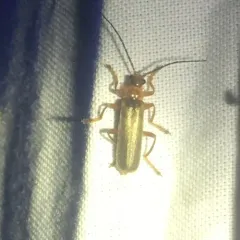 Red Soldier Beetle thumbnail 1