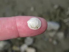 Glandular Bean Mussel thumbnail 4