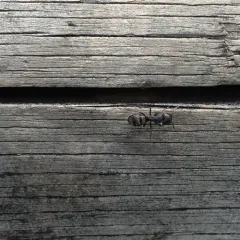 Western Black Carpenter Ant thumbnail 4