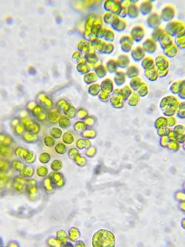 Tetraspora gelatinosa