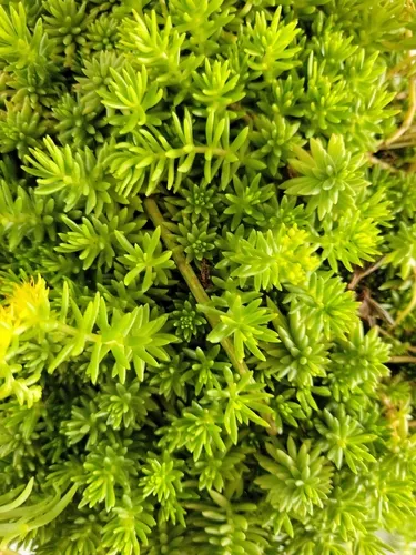 Mexican Stonecrop