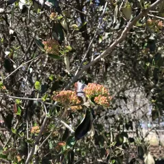 Korean Spice Viburnum thumbnail 3