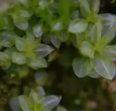 Wavy-leaf Moss thumbnail 2