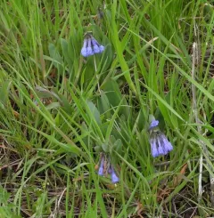 sagebrush bluebell thumbnail 2