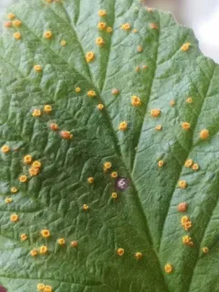 Red Raspberry Yellow Rust thumbnail 4